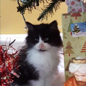 Meet your Posher, Beverly